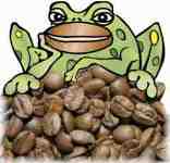 Quaffer Frog with coffee