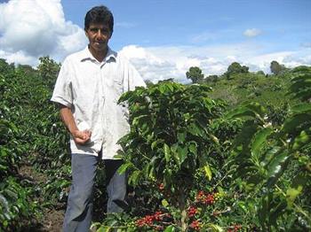 Colombian Los Naranjos from Huila (Carlos Imabchi)