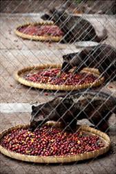 Caged coffee civets